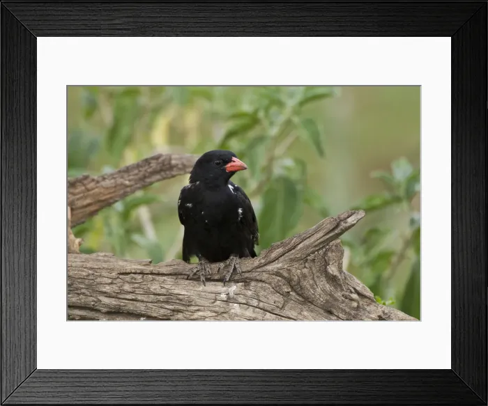 Framed Print : DDE-90022680 Framed Print : DDE-90022680