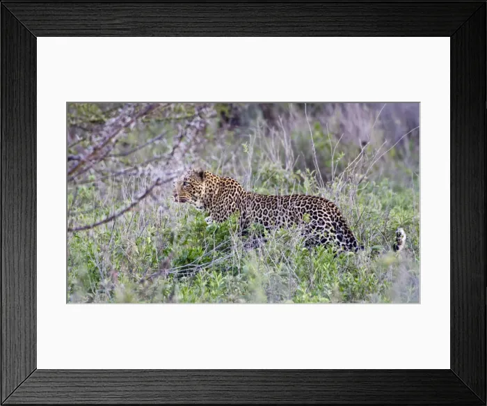 Framed Print : DDE-90022683 Framed Print : DDE-90022683