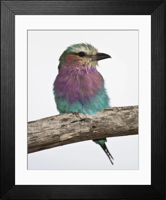 Framed Print : DDE-90022682 Framed Print : DDE-90022682