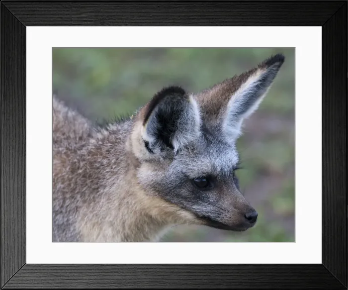 Framed Print : DDE-90022684 Framed Print : DDE-90022684