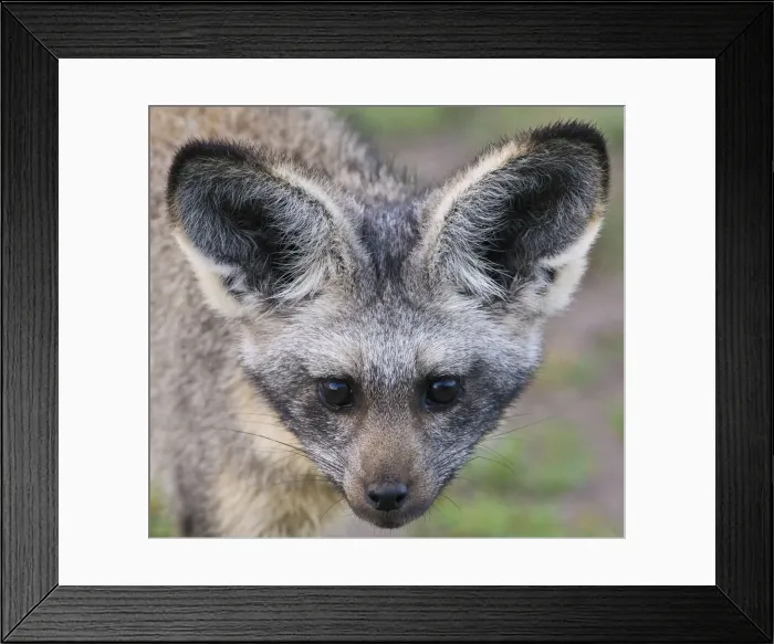 Framed Print : DDE-90022685 Framed Print : DDE-90022685