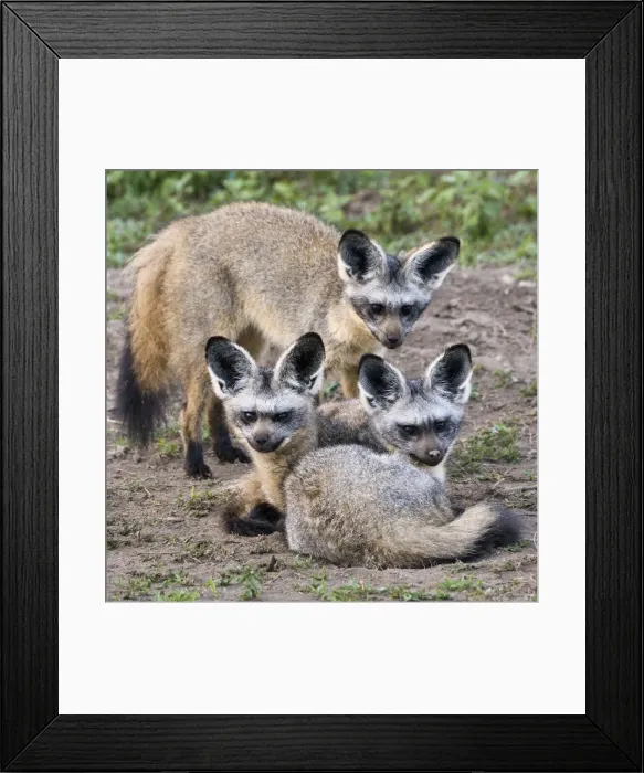 Framed Print : DDE-90022686 Framed Print : DDE-90022686