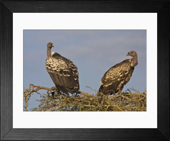 Framed Print : DDE-90022688 Framed Print : DDE-90022688