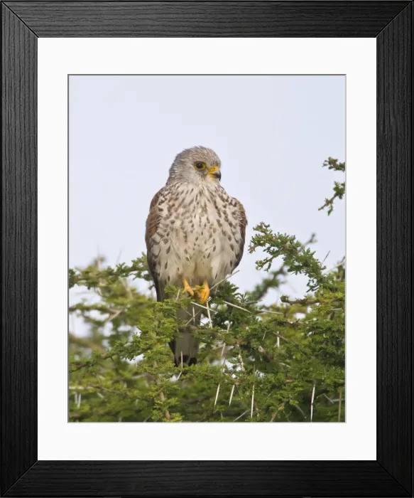 Framed Print : DDE-90022689 Framed Print : DDE-90022689