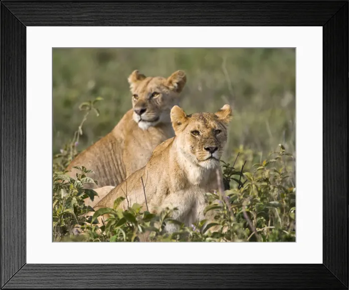 Framed Print : DDE-90022690 Framed Print : DDE-90022690