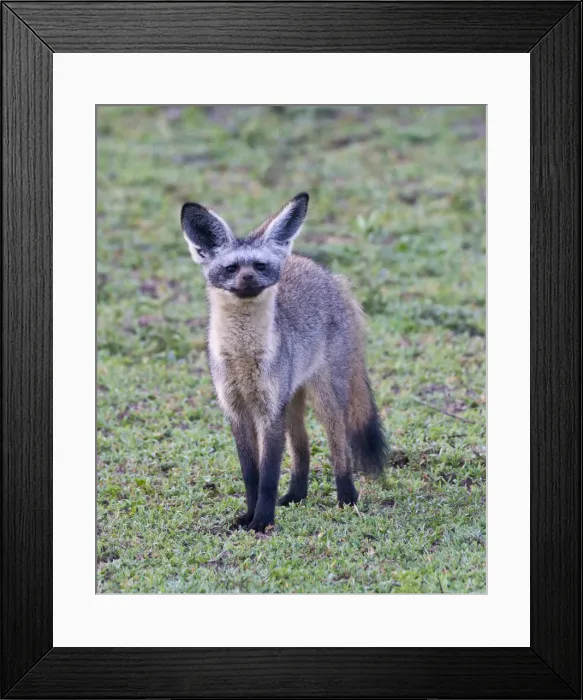 Framed Print : DDE-90022687 Framed Print : DDE-90022687