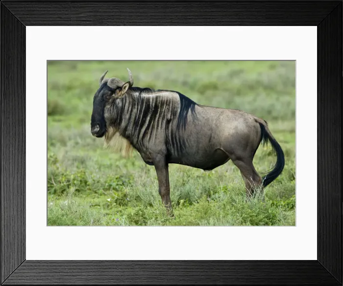 Framed Print : DDE-90022692 Framed Print : DDE-90022692