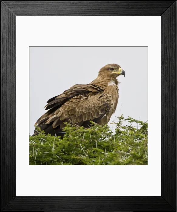Framed Print : DDE-90022693 Framed Print : DDE-90022693
