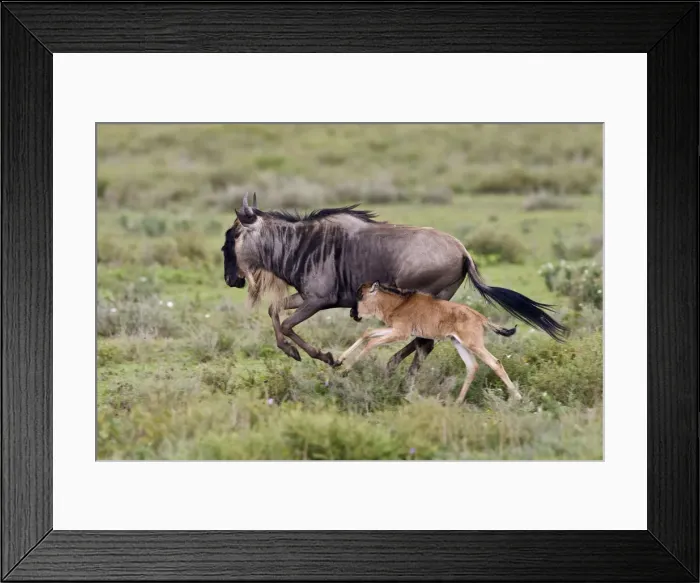 Framed Print : DDE-90022691 Framed Print : DDE-90022691