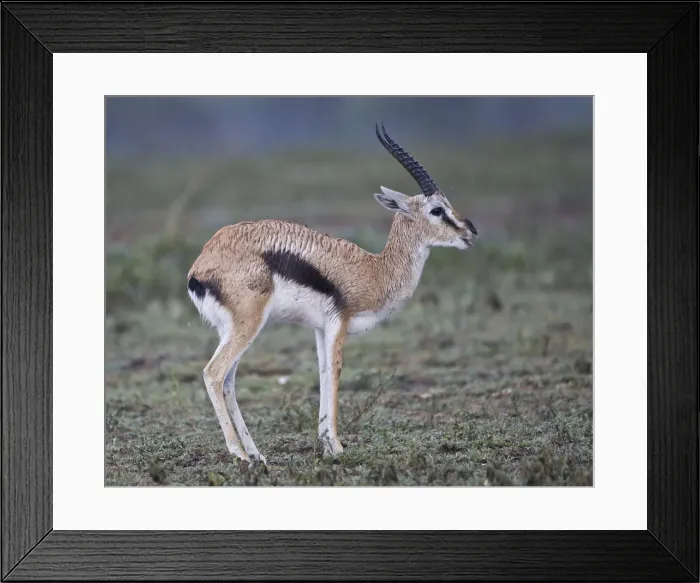 Framed Print : DDE-90022695 Framed Print : DDE-90022695