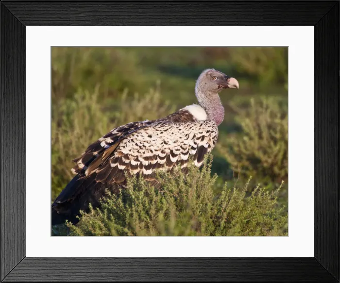 Framed Print : DDE-90022696 Framed Print : DDE-90022696