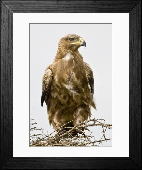 Framed Print : DDE-90022694 Framed Print : DDE-90022694
