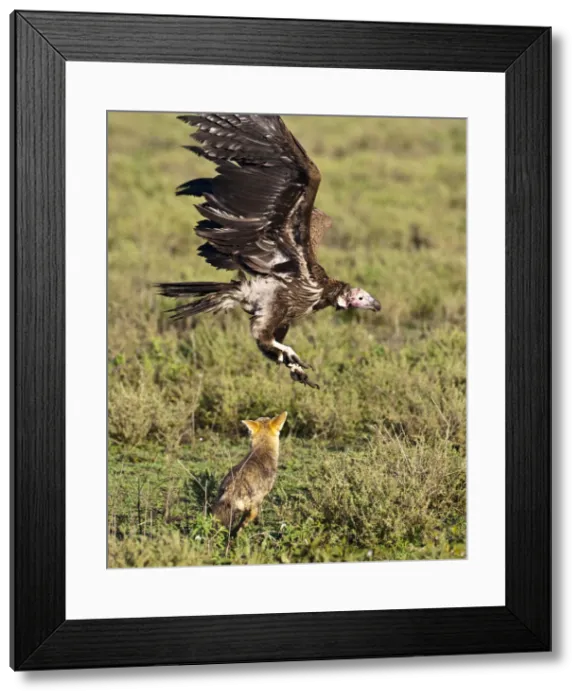 Framed Print : DDE-90022697 Framed Print : DDE-90022697