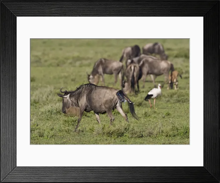 Framed Print : DDE-90022698 Framed Print : DDE-90022698