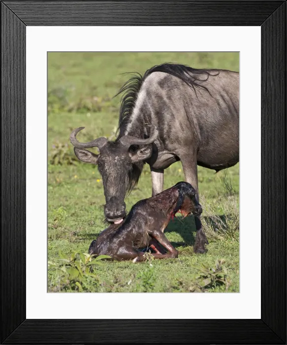 Framed Print : DDE-90022700 Framed Print : DDE-90022700