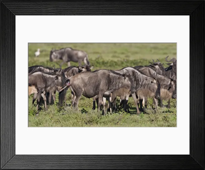 Framed Print : DDE-90022699 Framed Print : DDE-90022699