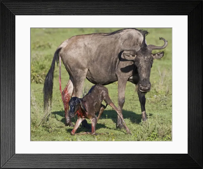 Framed Print : DDE-90022701 Framed Print : DDE-90022701