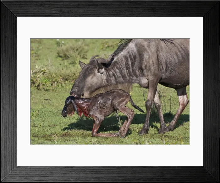 Framed Print : DDE-90022702 Framed Print : DDE-90022702