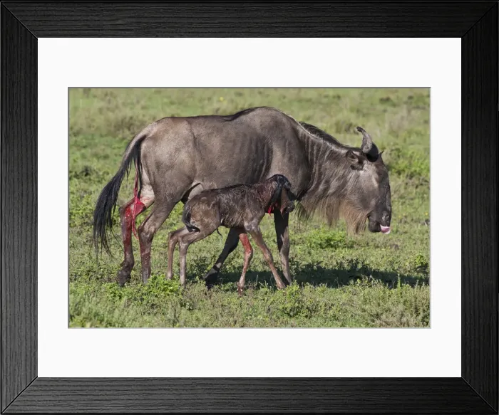 Framed Print : DDE-90022704 Framed Print : DDE-90022704