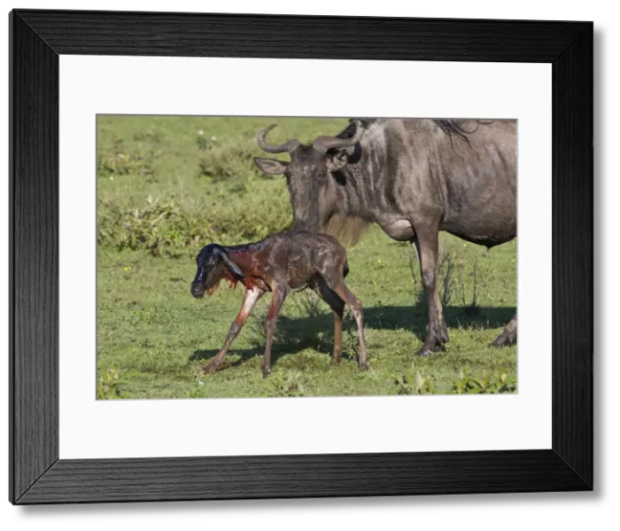 Framed Print : DDE-90022703 Framed Print : DDE-90022703