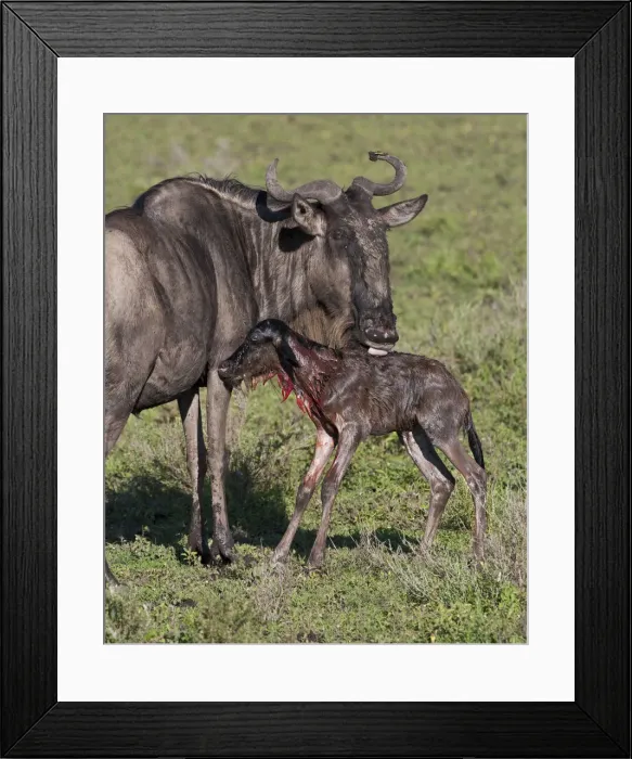 Framed Print : DDE-90022705 Framed Print : DDE-90022705