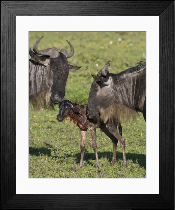 Framed Print : DDE-90022706 Framed Print : DDE-90022706