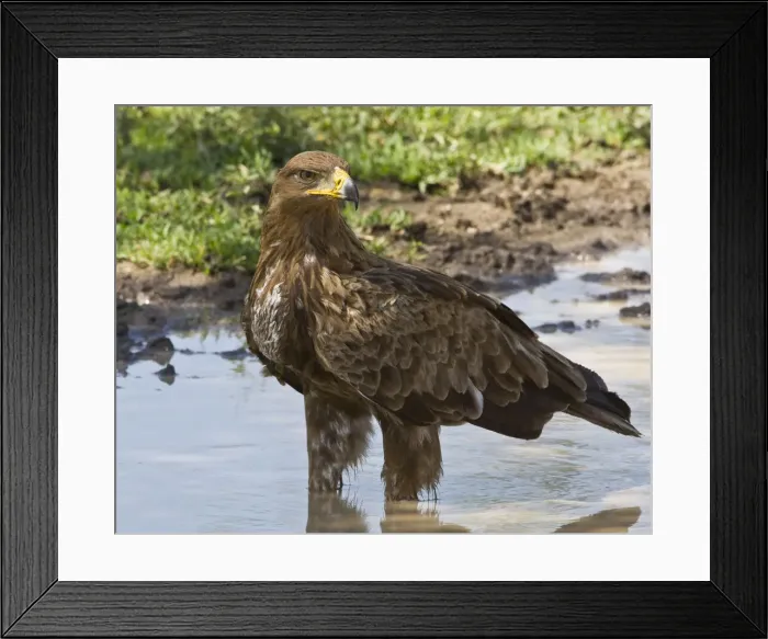 Framed Print : DDE-90022707 Framed Print : DDE-90022707