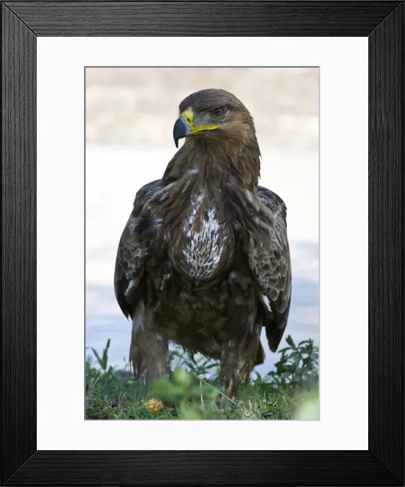 Framed Print : DDE-90022708 Framed Print : DDE-90022708