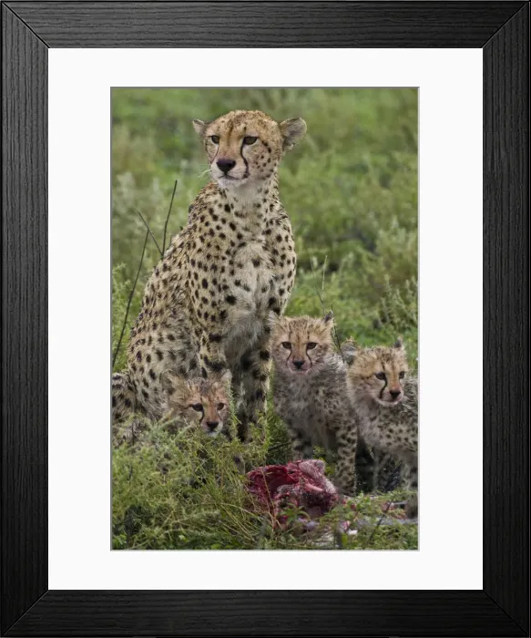 Framed Print : DDE-90022709 Framed Print : DDE-90022709