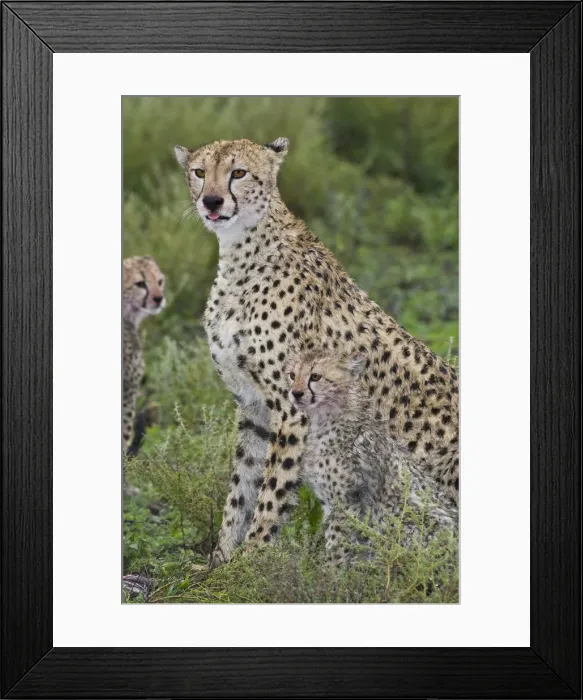 Framed Print : DDE-90022710 Framed Print : DDE-90022710