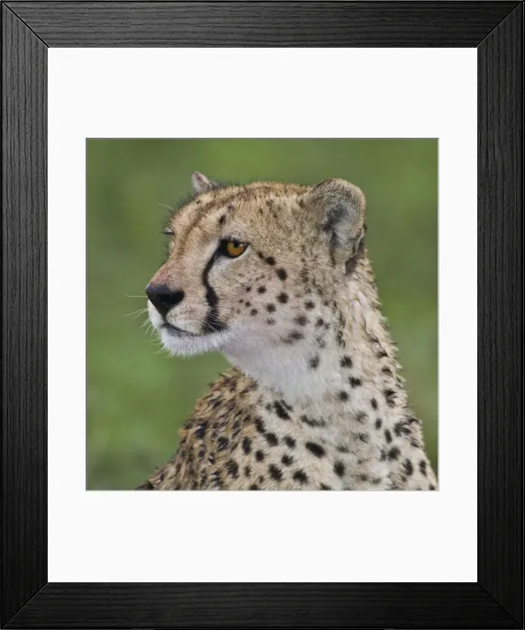 Framed Print : DDE-90022711 Framed Print : DDE-90022711