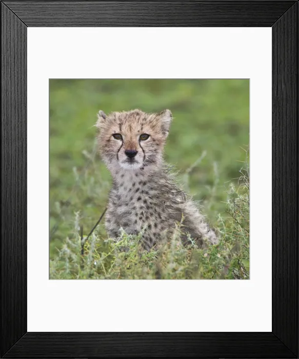 Framed Print : DDE-90022712 Framed Print : DDE-90022712