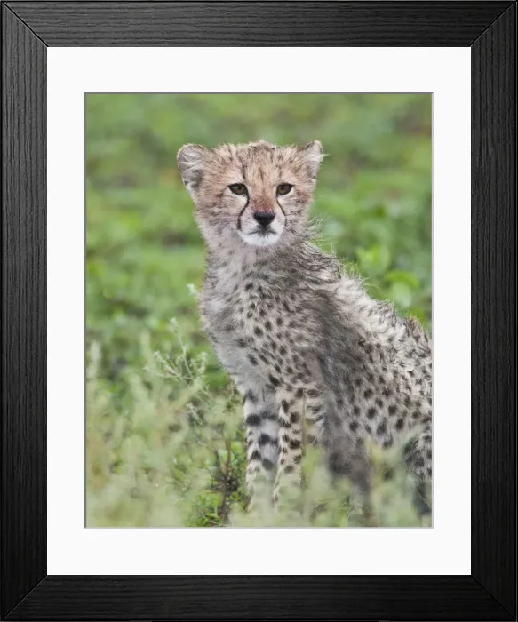 Framed Print : DDE-90022713 Framed Print : DDE-90022713