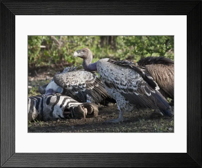 Framed Print : DDE-90022715
