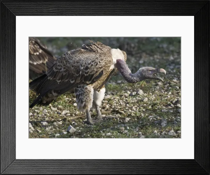Framed Print : DDE-90022716 Framed Print : DDE-90022716