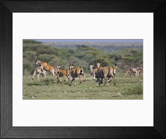 Framed Print : DDE-90022718 Framed Print : DDE-90022718