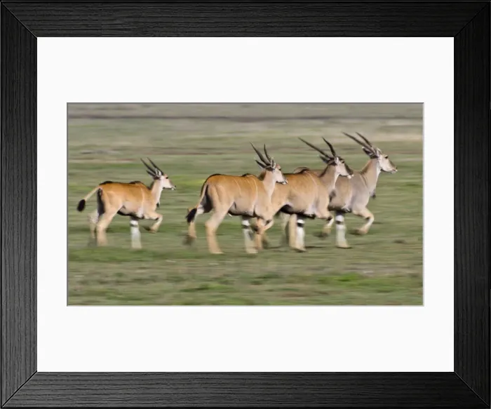 Framed Print : DDE-90022719 Framed Print : DDE-90022719