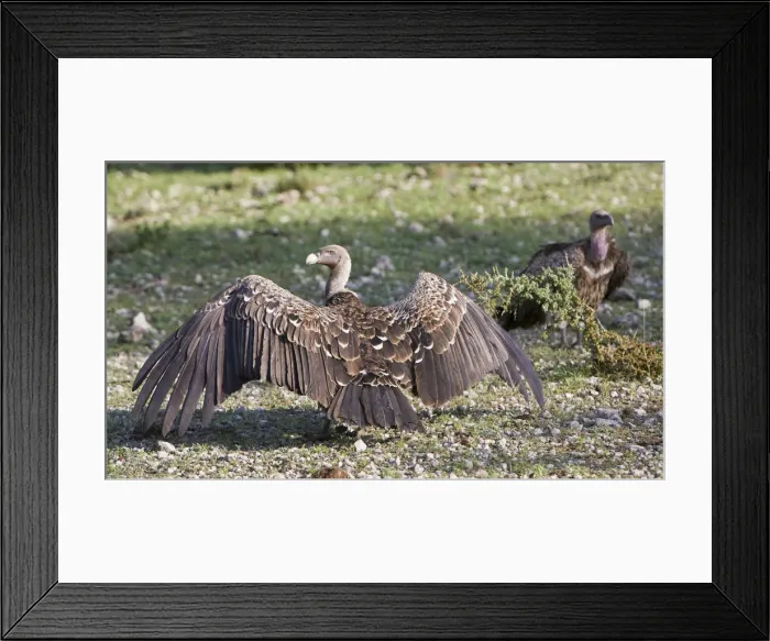 Framed Print : DDE-90022714 Framed Print : DDE-90022714