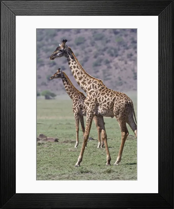 Framed Print : DDE-90022722 Framed Print : DDE-90022722