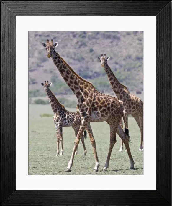 Framed Print : DDE-90022723 Framed Print : DDE-90022723