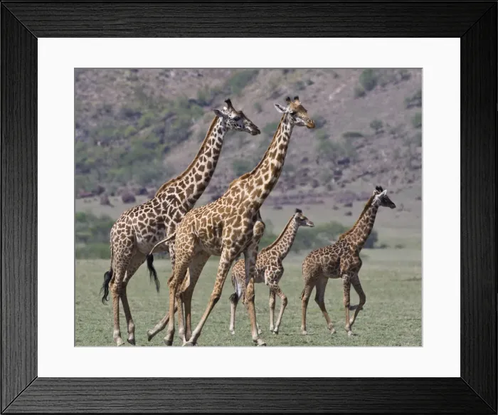 Framed Print : DDE-90022724 Framed Print : DDE-90022724