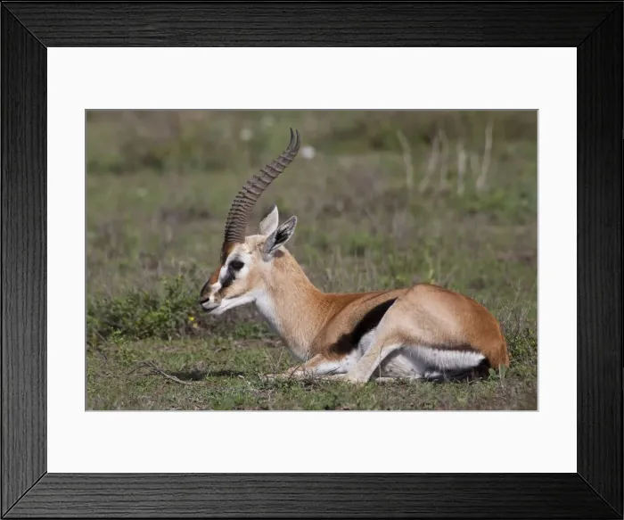 Framed Print : DDE-90022721 Framed Print : DDE-90022721