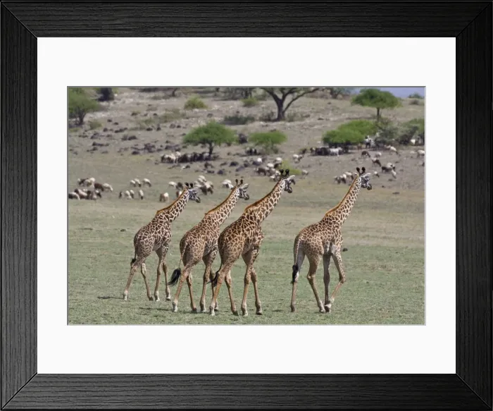 Framed Print : DDE-90022726 Framed Print : DDE-90022726