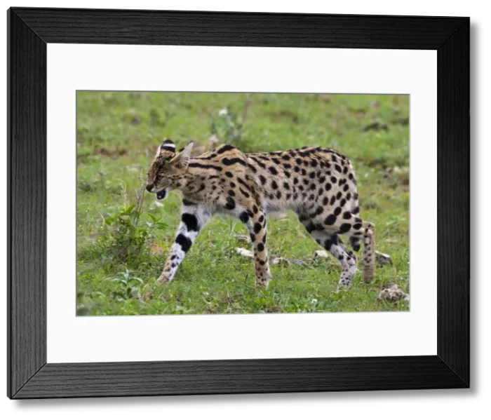 Framed Print : DDE-90022727 Framed Print : DDE-90022727