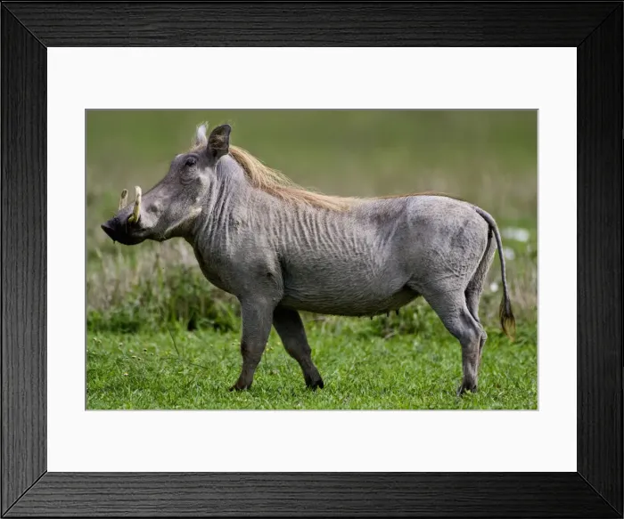 Framed Print : DDE-90022728 Framed Print : DDE-90022728