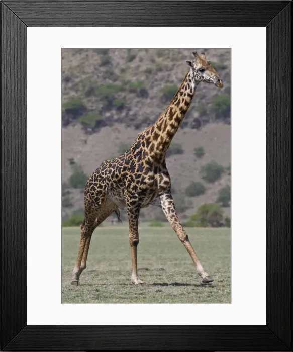 Framed Print : DDE-90022725 Framed Print : DDE-90022725