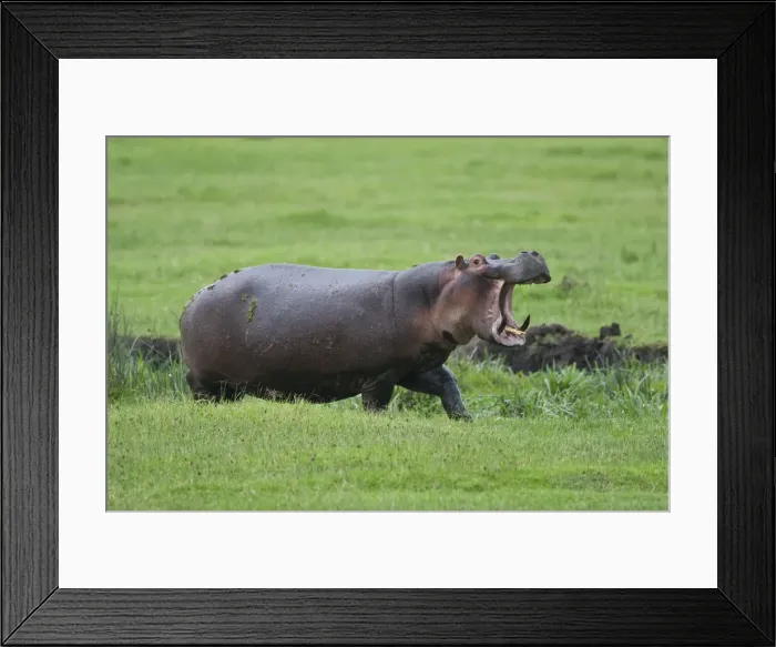 Framed Print : DDE-90022730 Framed Print : DDE-90022730