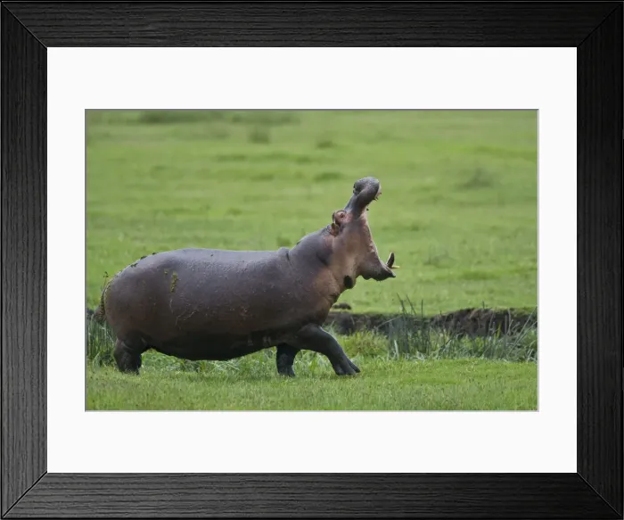 Framed Print : DDE-90022731 Framed Print : DDE-90022731