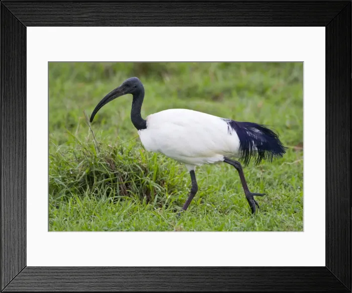 Framed Print : DDE-90022732 Framed Print : DDE-90022732