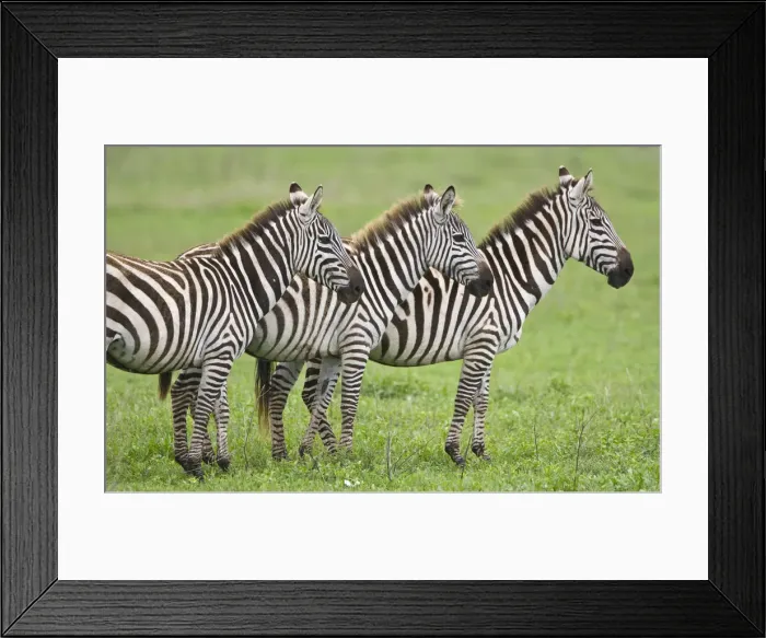 Framed Print : DDE-90022733 Framed Print : DDE-90022733